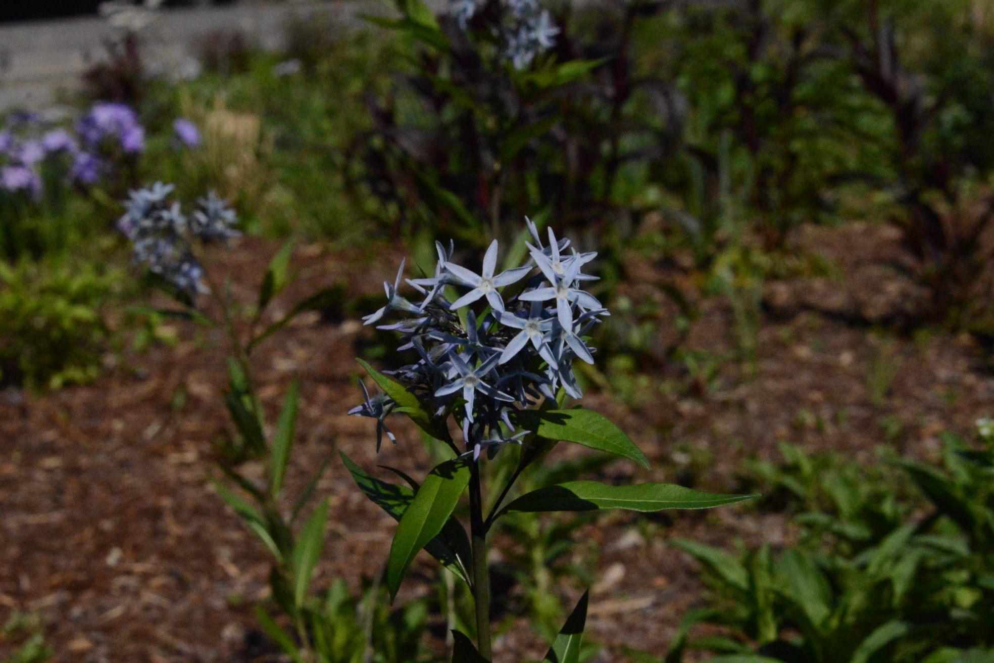 Amsonia ciliata