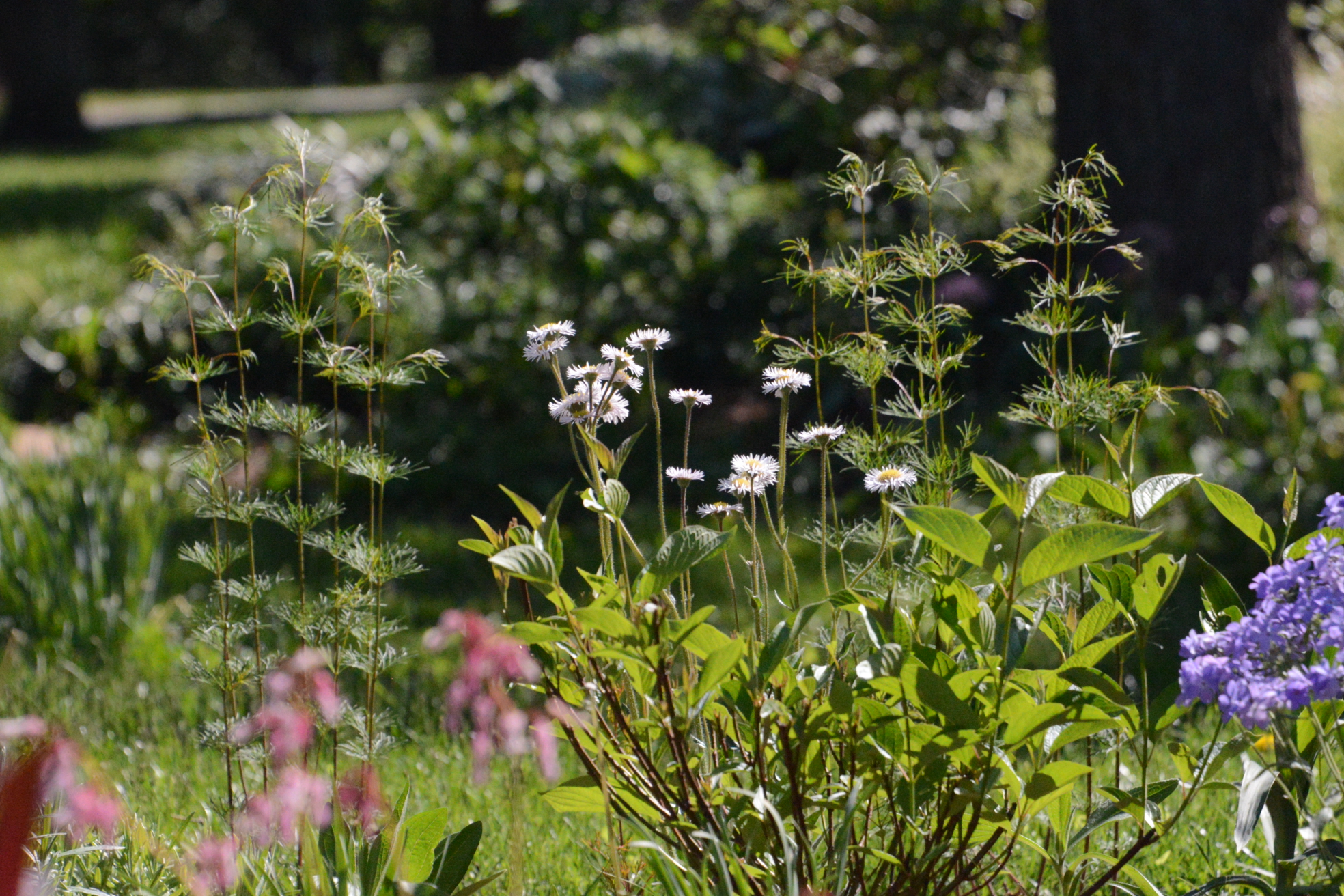 Coreopsis verticillata