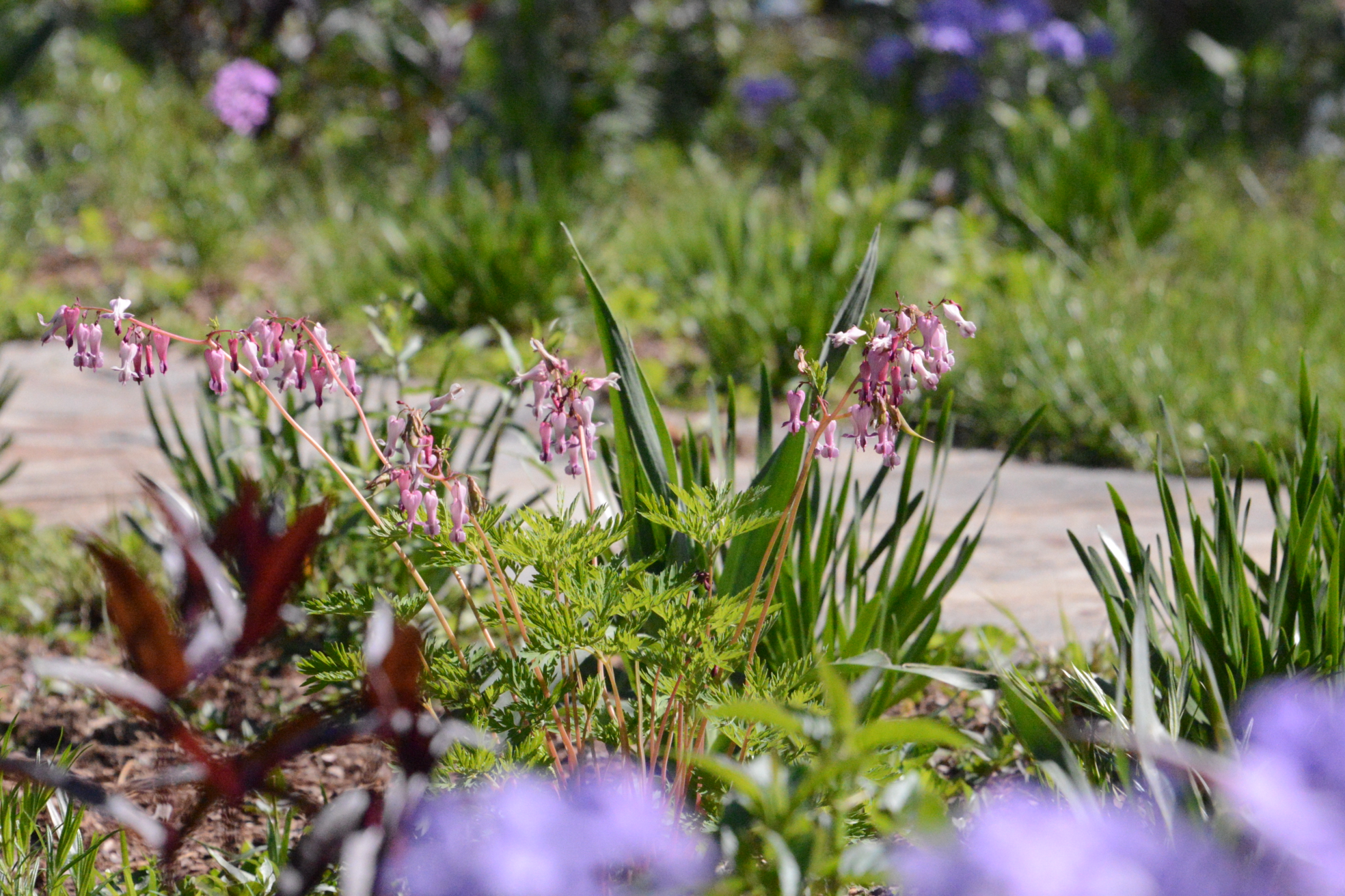 Dicentra eximia