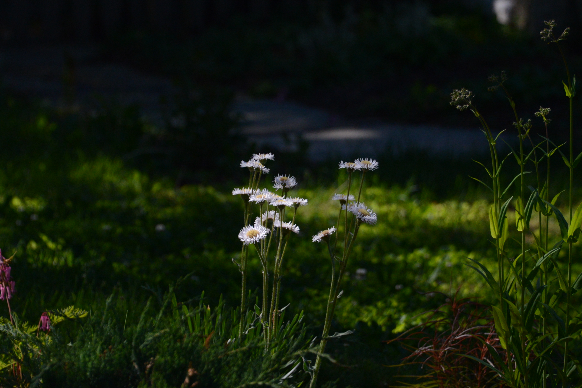 Erigeron pulchellus