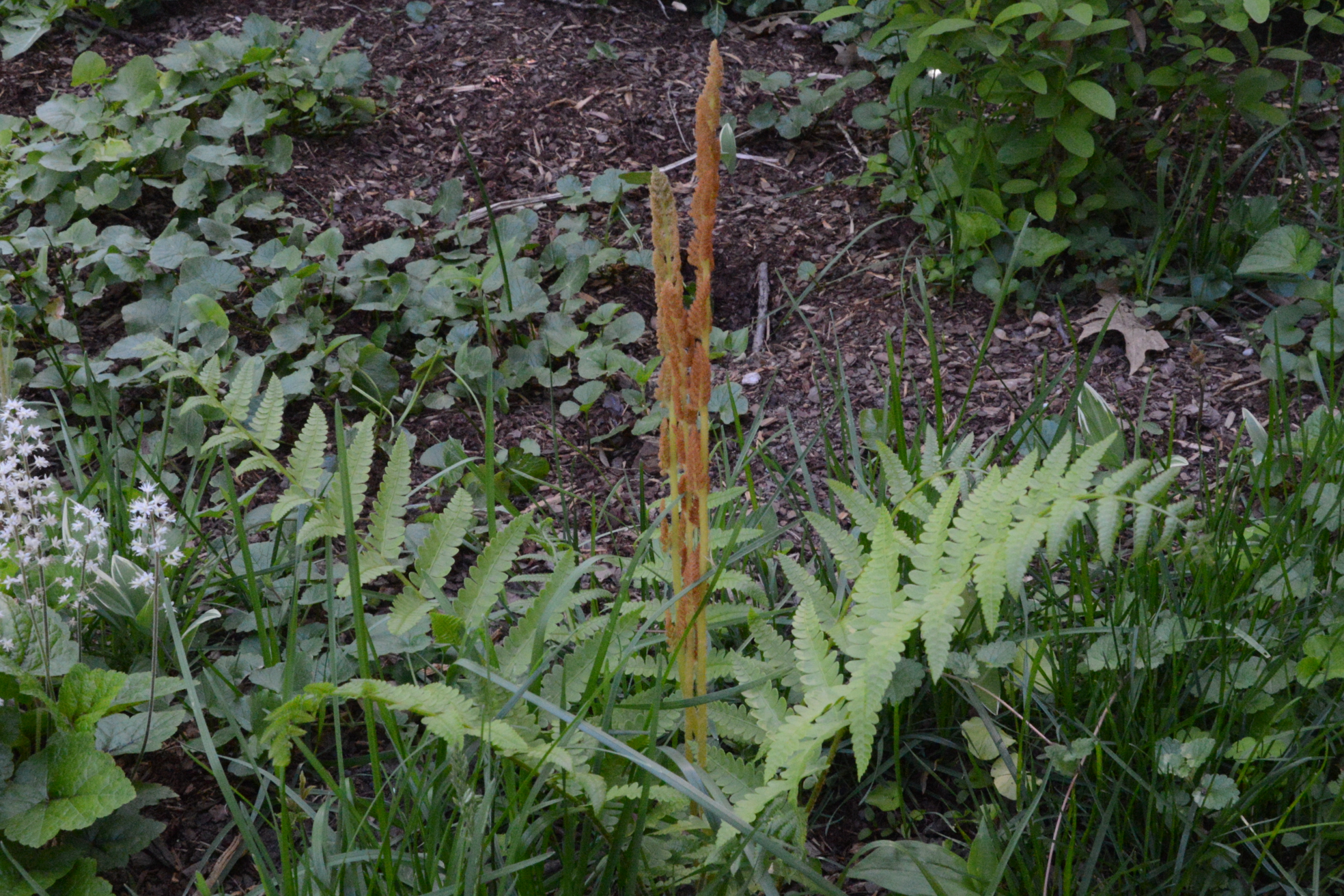 Osmundastrum cinnamomeum