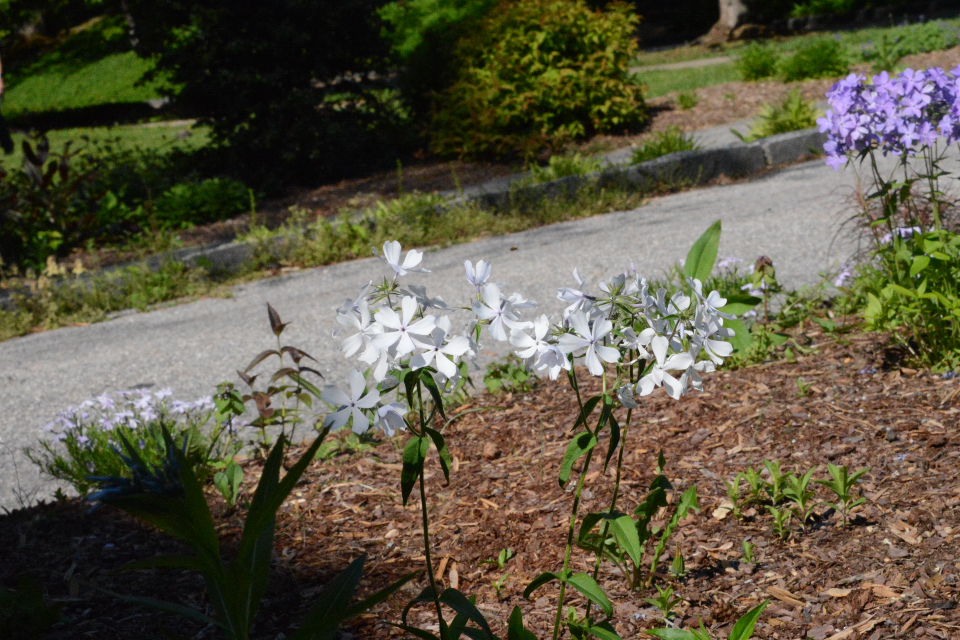 Phlox divaricata