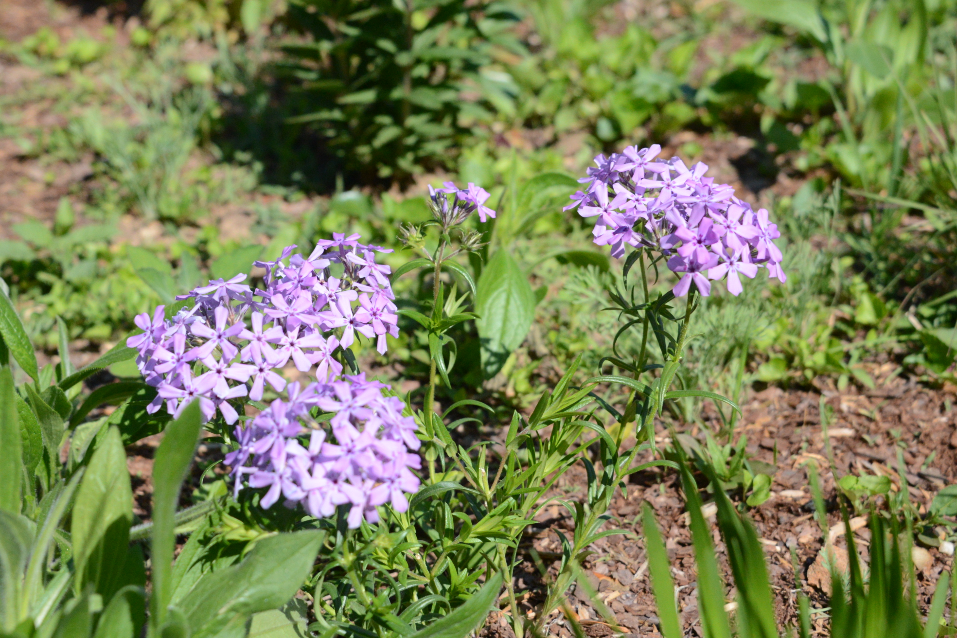 Phlox pilosa