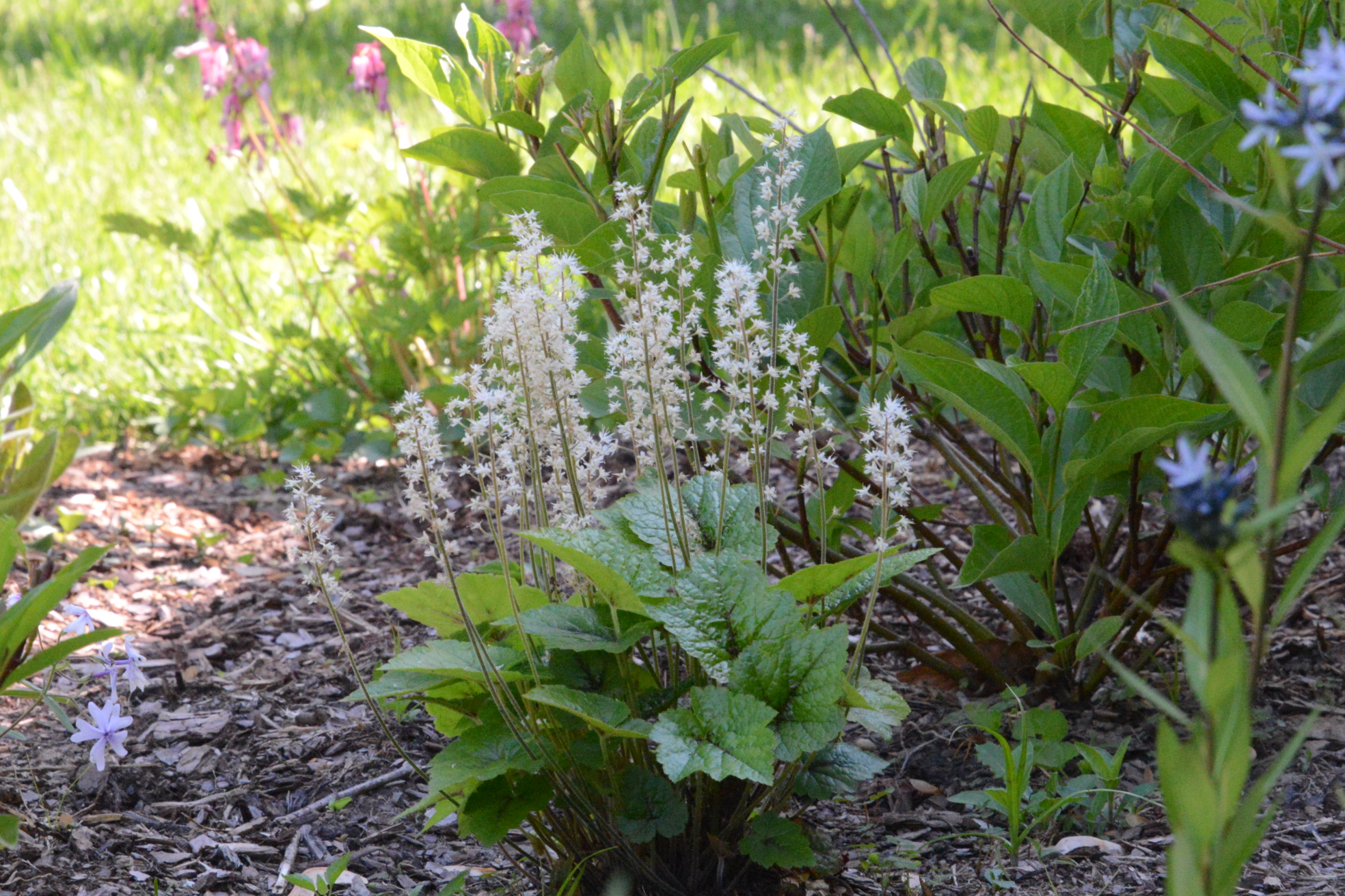 Tiarella cordifolia
