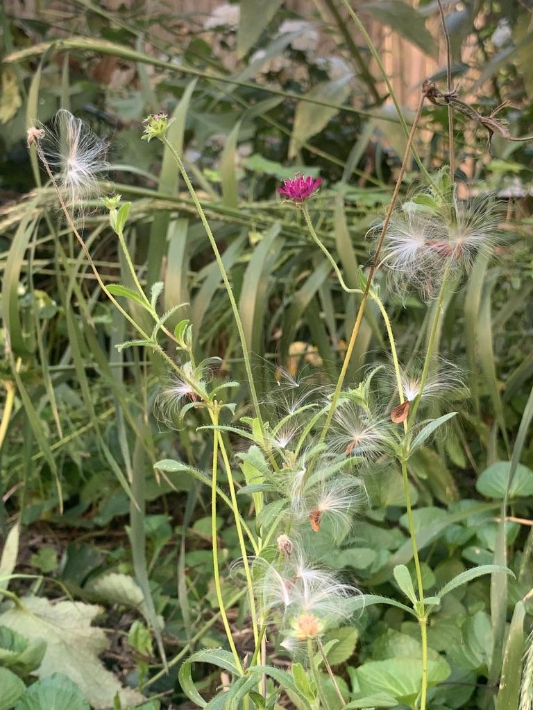 Garden Practice — Work with Me